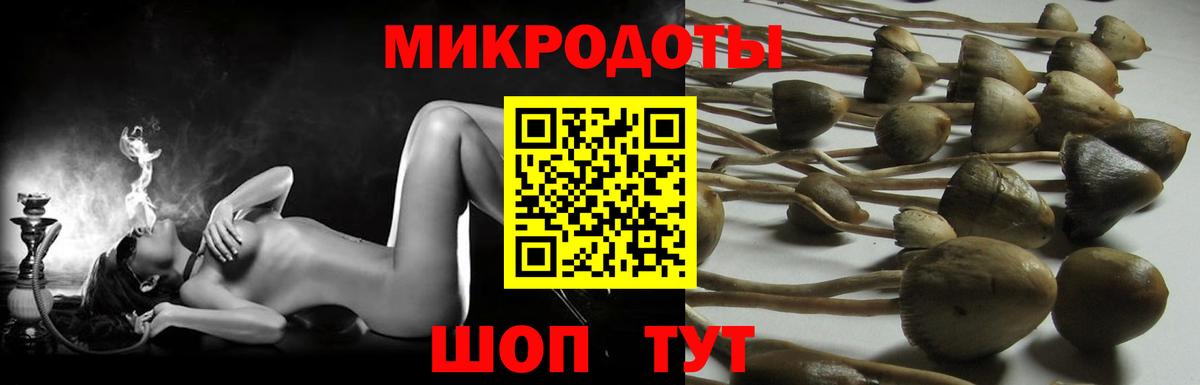 Псилоцибиновые грибы Psilocybe Альметьевск